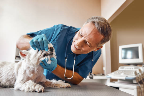 Best Emergency Root Canal Treatment in Silver Bay, MN